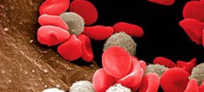 Анализ на лейкоциты