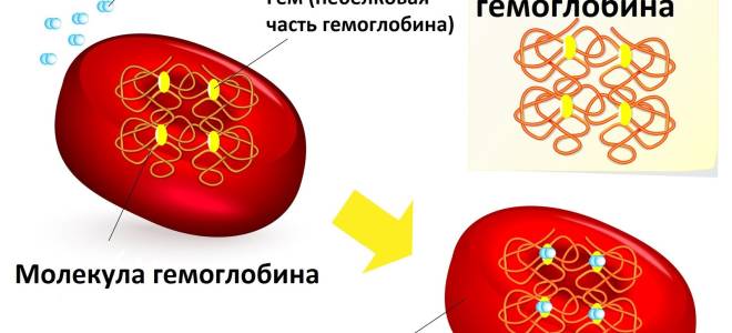 Гемоглобин сколько норма