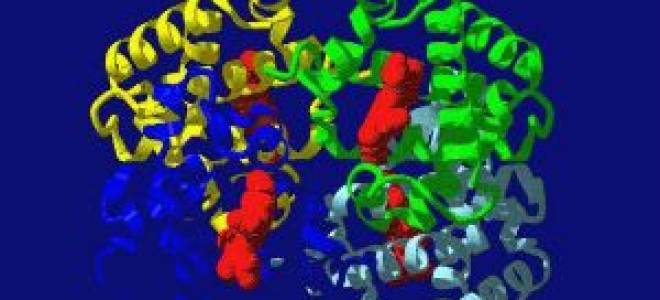 Hgb в анализе крови что это такое повышен