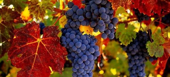 Виноград повышает давление или нет