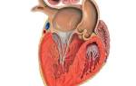Инфаркт миокарда правого желудочка чаще встречается