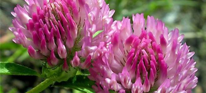 Как заваривать цветы клевера