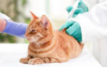 Антибиотики при почечной недостаточности для кота