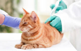 Антибиотики при почечной недостаточности для кота