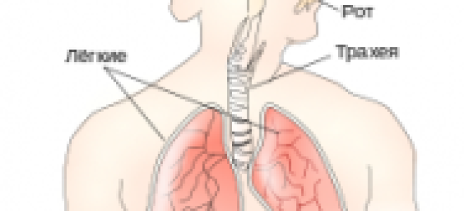 Давление в альвеолах при вдохе