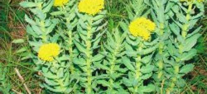 Золотой корень давление